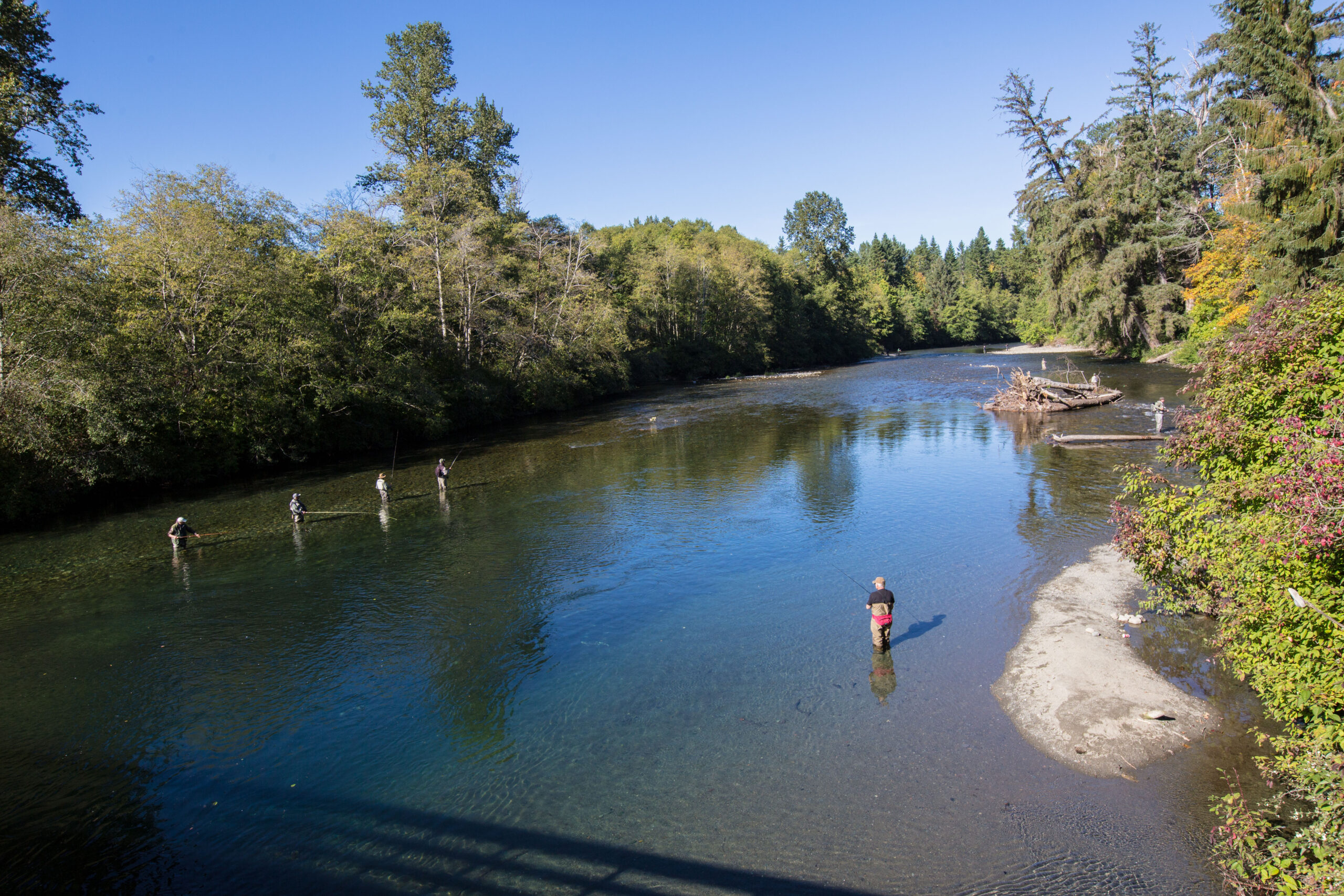 A wide shot of a man standing in the middle of a shallow river fishing.